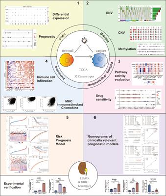 Multi-omics analysis reveals genomic, clinical and immunological features of SARS-CoV-2 virus target genes in pan-cancer